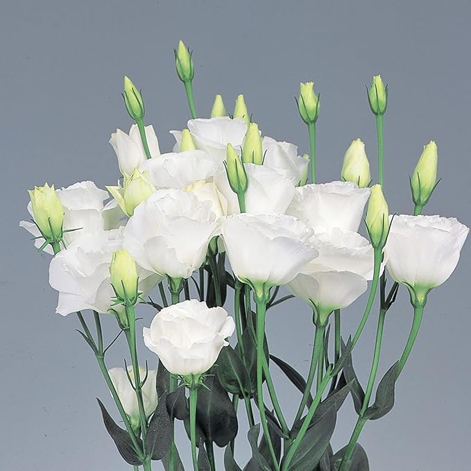 Lisianthus Echo White Seeds, Classic Pure White Blooms for Elegant Gardens & Bouquets