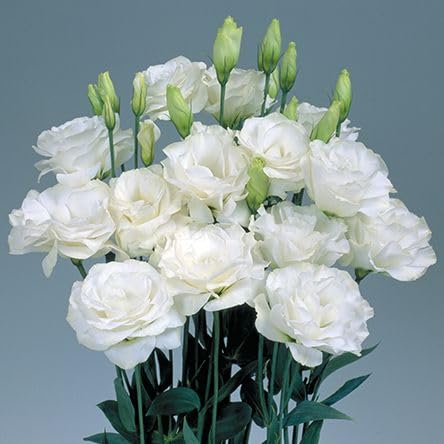 Lisianthus Echo White Seeds, Classic Pure White Blooms for Elegant Gardens & Bouquets - Image 5