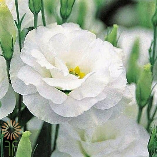 Lisianthus Echo White Seeds, Classic Pure White Blooms for Elegant Gardens & Bouquets - Image 6