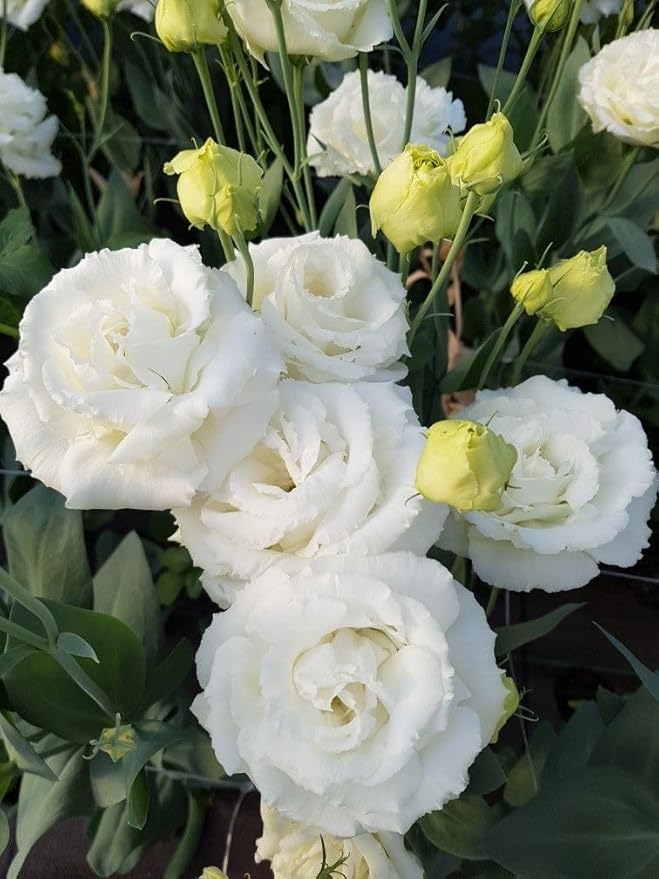 Lisianthus Echo White Seeds, Classic Pure White Blooms for Elegant Gardens & Bouquets - Image 8