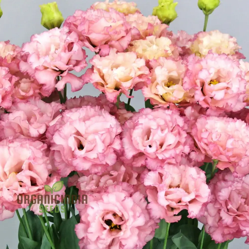 Lisianthus/Eustoma Pink Flower Seeds - Premium Quality for Gardening Enthusiasts | Perfect for Creating Stunning Garden Blooms - Image 3