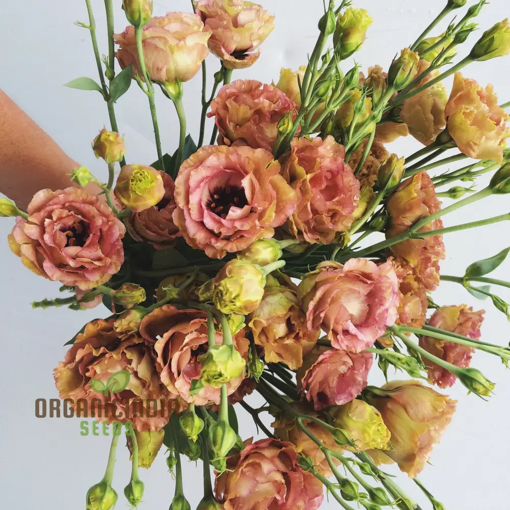 Lisianthus/Eustoma Pink Flower Seeds - Premium Quality for Gardening Enthusiasts | Perfect for Creating Stunning Garden Blooms - Image 4
