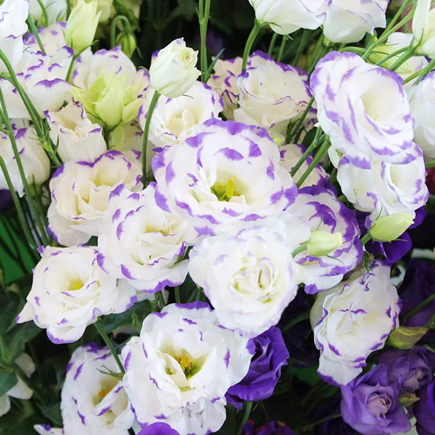 Lisianthus Eustoma Seeds – Prairie Gentian for Cut Flower Gardens
