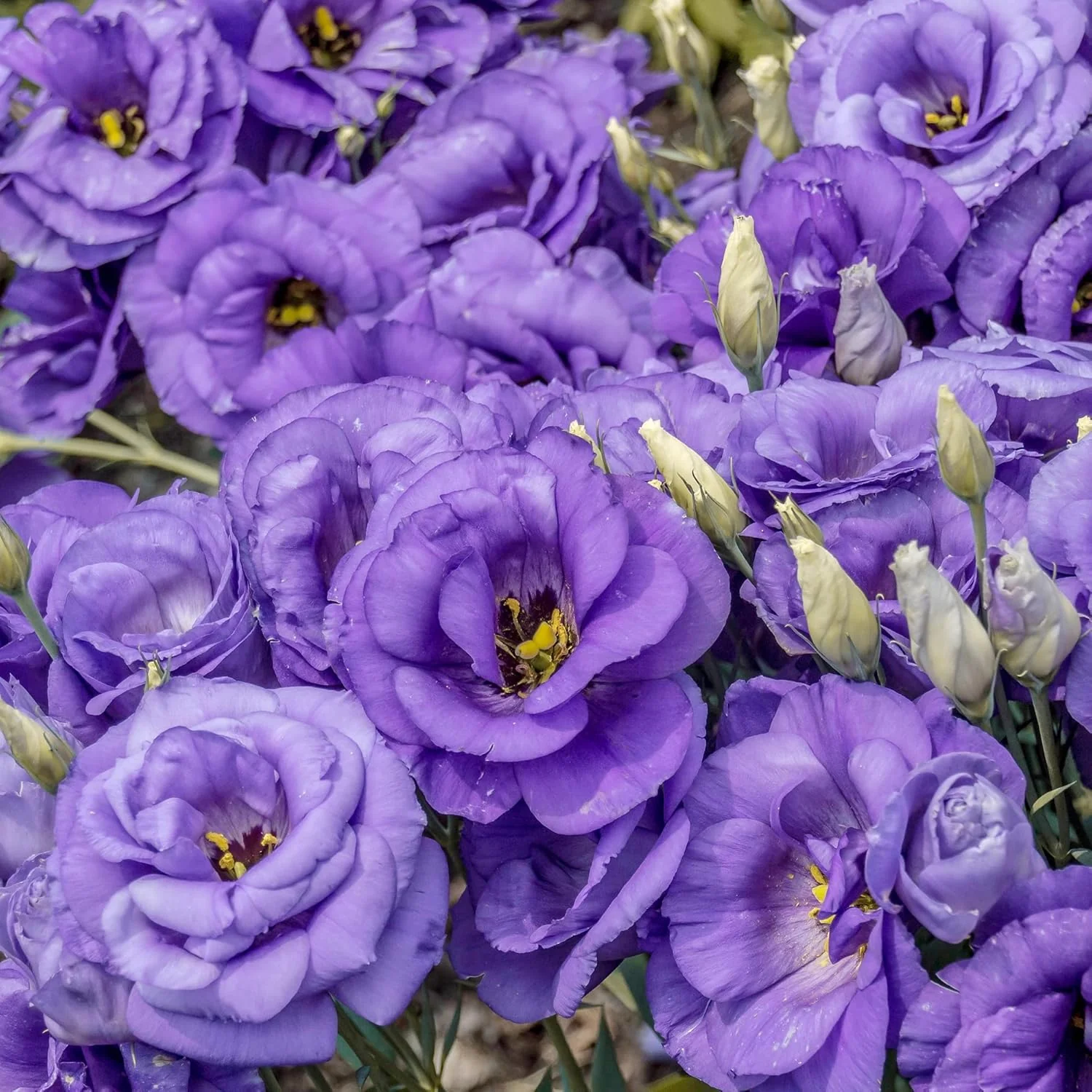 Lisianthus Eustoma Seeds – Prairie Gentian for Cut Flower Gardens - Image 3