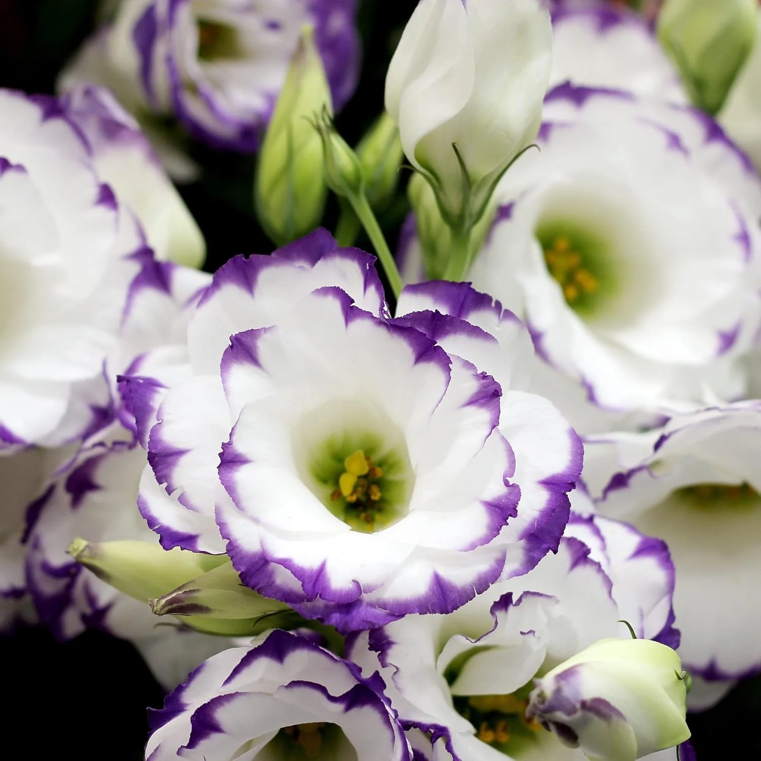 Lisianthus Eustoma Seeds – Prairie Gentian for Cut Flower Gardens - Image 4