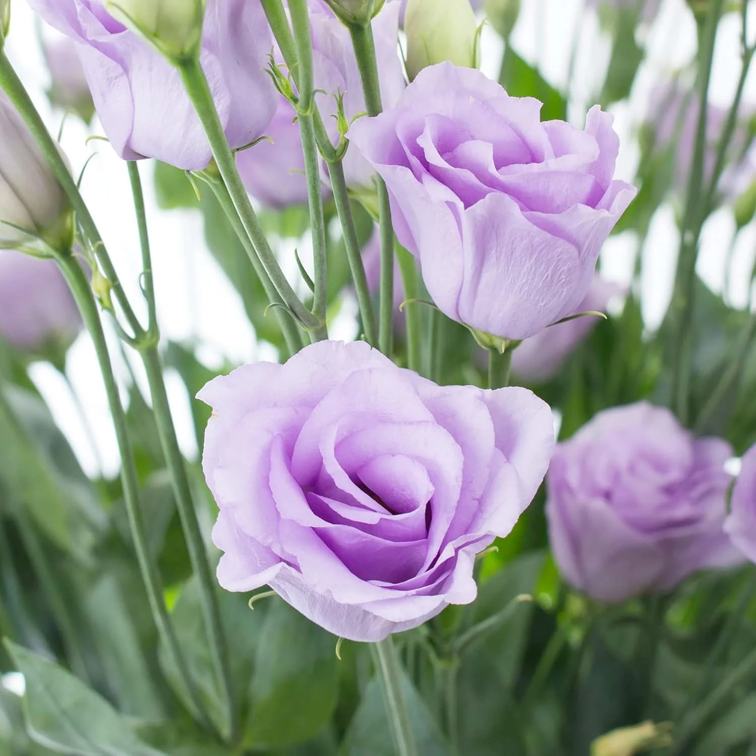 Lisianthus Eustoma Seeds – Prairie Gentian for Cut Flower Gardens - Image 5