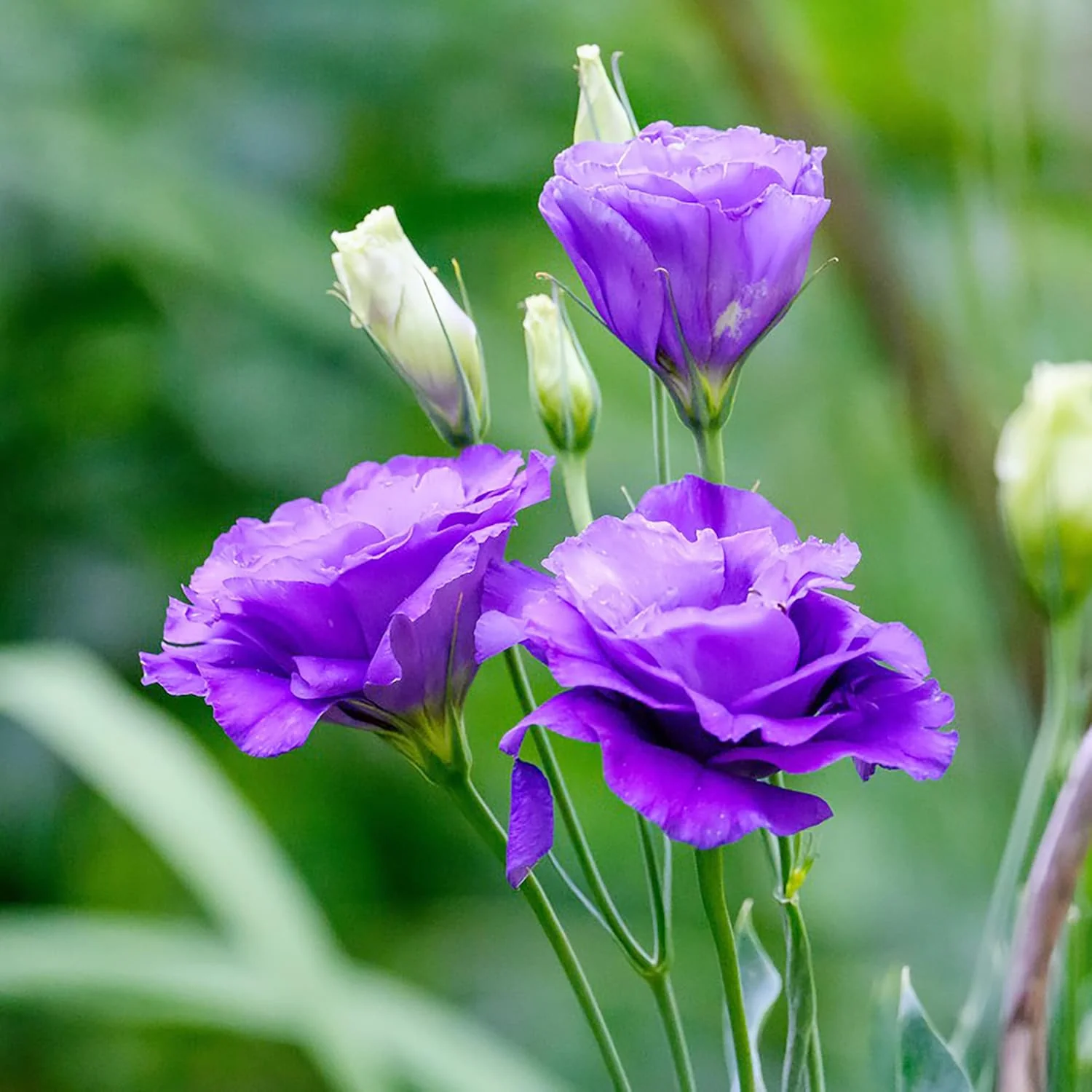 Lisianthus Eustoma Seeds – Prairie Gentian for Cut Flower Gardens - Image 6