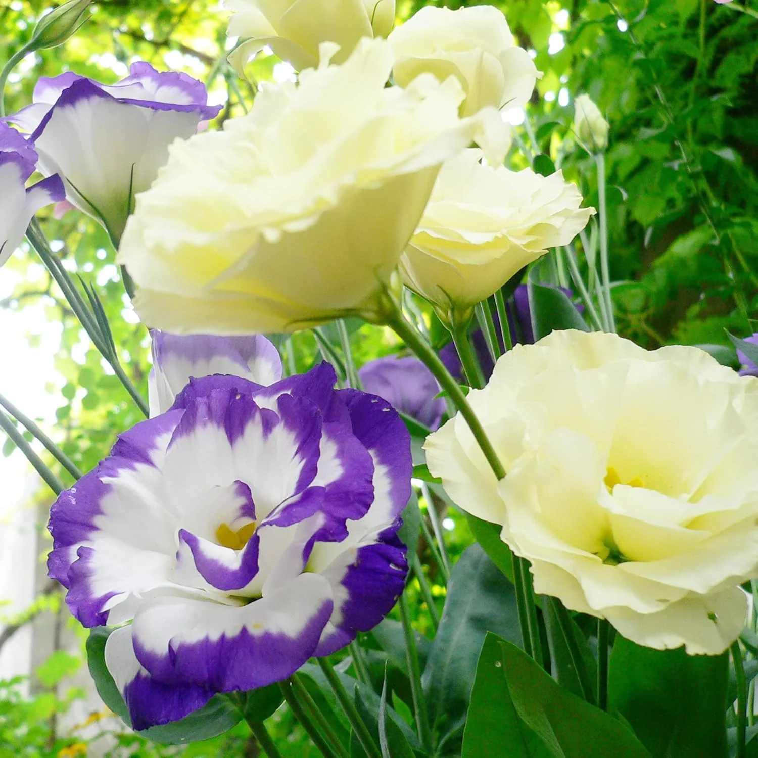 Lisianthus Eustoma Seeds – Prairie Gentian for Cut Flower Gardens - Image 7