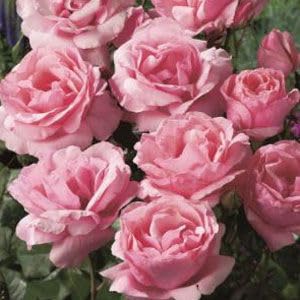 Lisianthus Mariachi Pink Seeds – Soft Blush to Deep Rose Blooms for Garden Planting - Image 4
