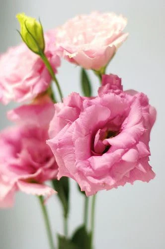 Lisianthus Mariachi Pink Seeds – Soft Blush to Deep Rose Blooms for Garden Planting - Image 5