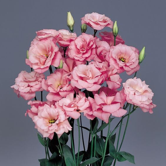 Lisianthus Mariachi Pink Seeds – Soft Blush to Deep Rose Blooms for Garden Planting - Image 6
