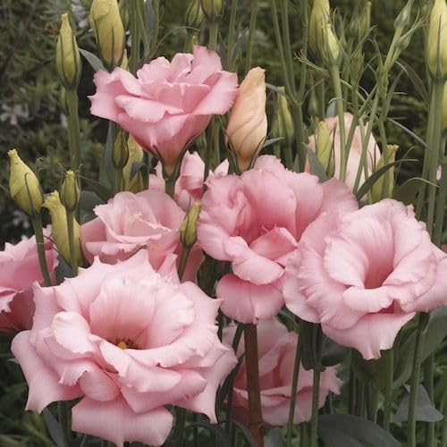 Lisianthus Mariachi Pink Seeds – Soft Blush to Deep Rose Blooms for Garden Planting - Image 7