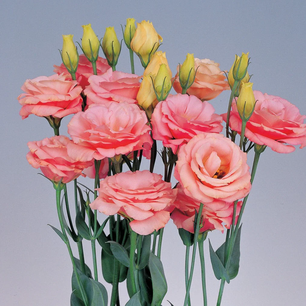 Lisianthus Rosita 2 Apricot Seeds, Soft Apricot Blooms for Elegant Gardens & Bouquets