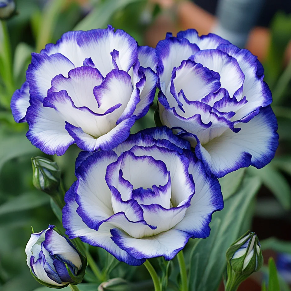 Lisianthus Rosita 2 Blue Picotee Seeds, Elegant White Blooms with Blue Edges for Stunning Gardens & Bouquets