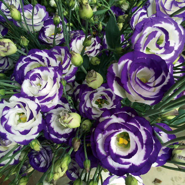 Lisianthus Rosita 2 Blue Picotee Seeds, Elegant White Blooms with Blue Edges for Stunning Gardens & Bouquets - Image 3