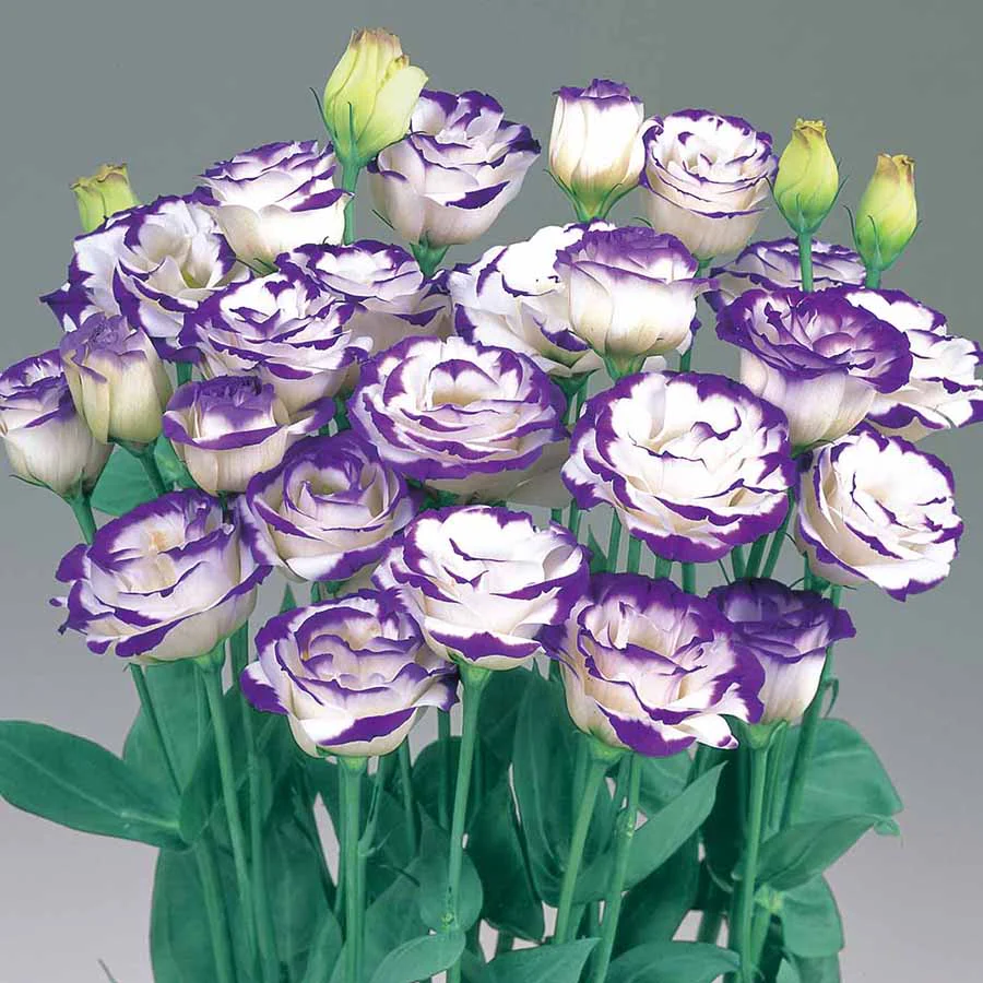 Lisianthus Rosita 2 Blue Picotee Seeds, Elegant White Blooms with Blue Edges for Stunning Gardens & Bouquets - Image 5