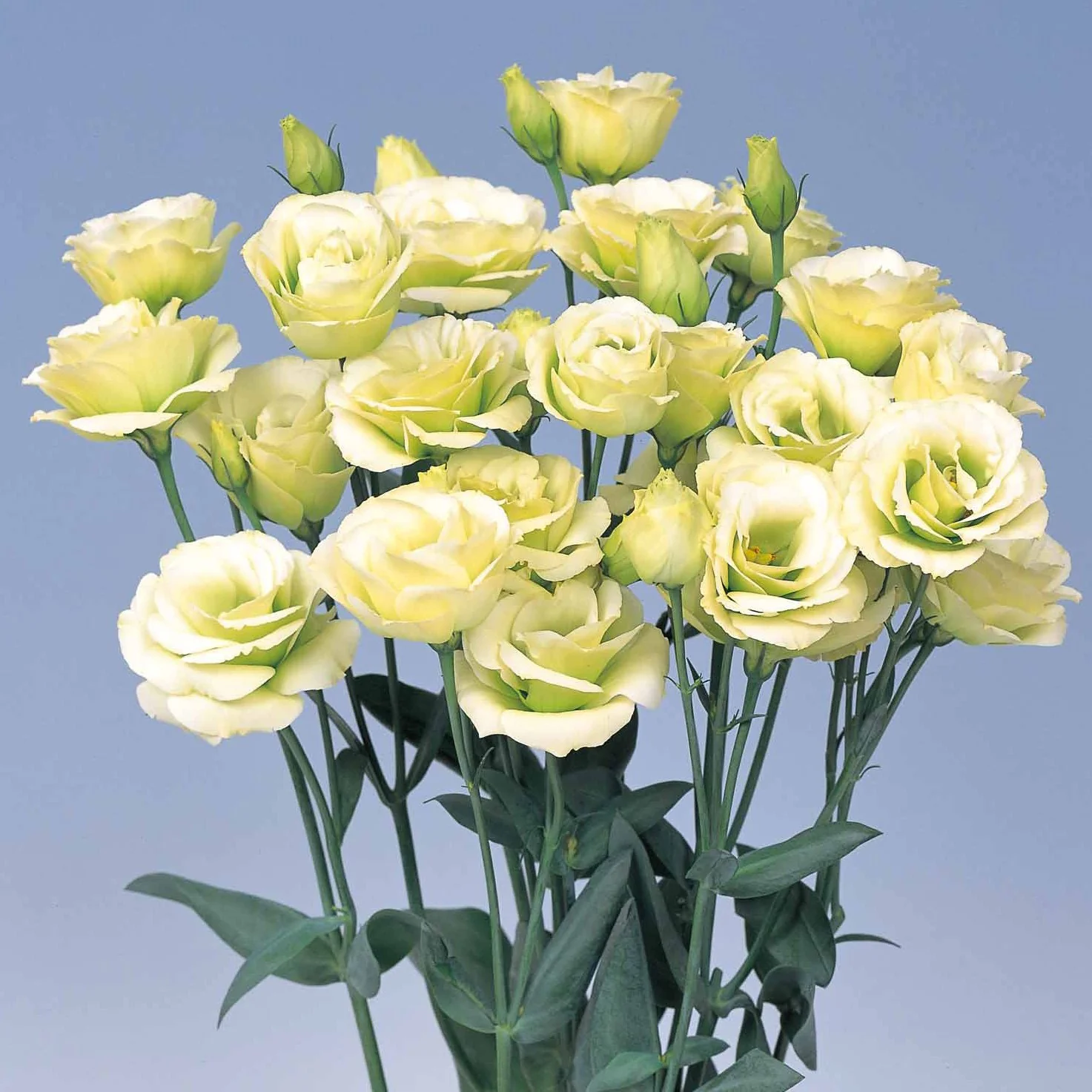 Lisianthus Rosita 2 Jade Seeds, Soft Greenish-White Blooms for Elegant Gardens & Bouquets