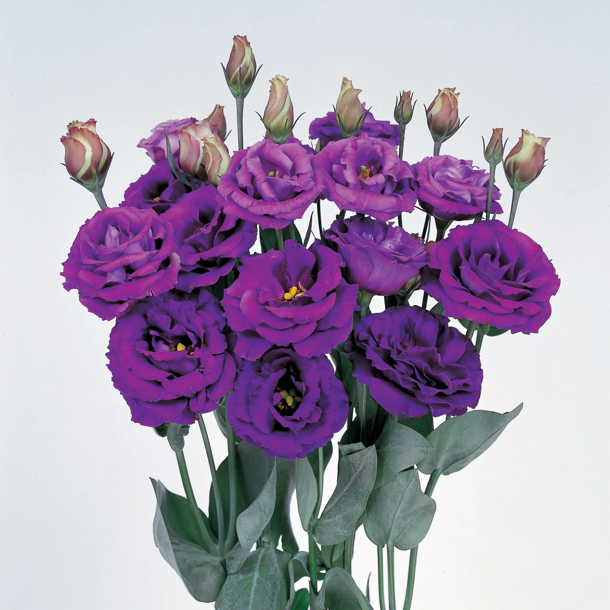 Lisianthus Rosita 2 Purple Seeds – Rich Purple Blooms for Elegant Gardens & Bouquets