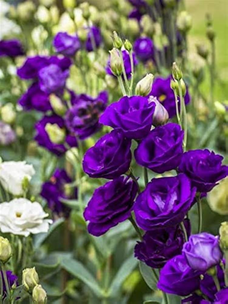 Lisianthus Rosita 2 Purple Seeds – Rich Purple Blooms for Elegant Gardens & Bouquets - Image 4