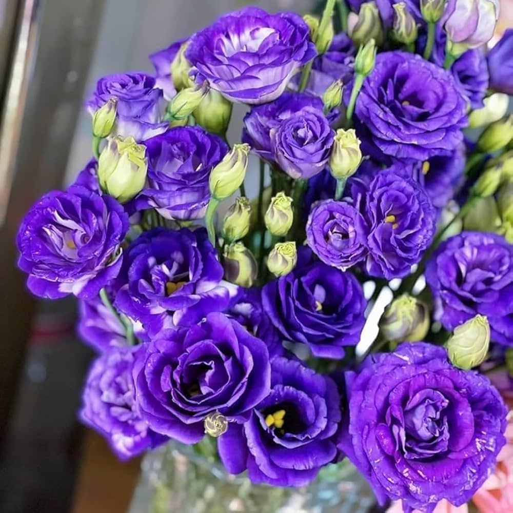 Lisianthus Rosita 2 Purple Seeds – Rich Purple Blooms for Elegant Gardens & Bouquets - Image 5
