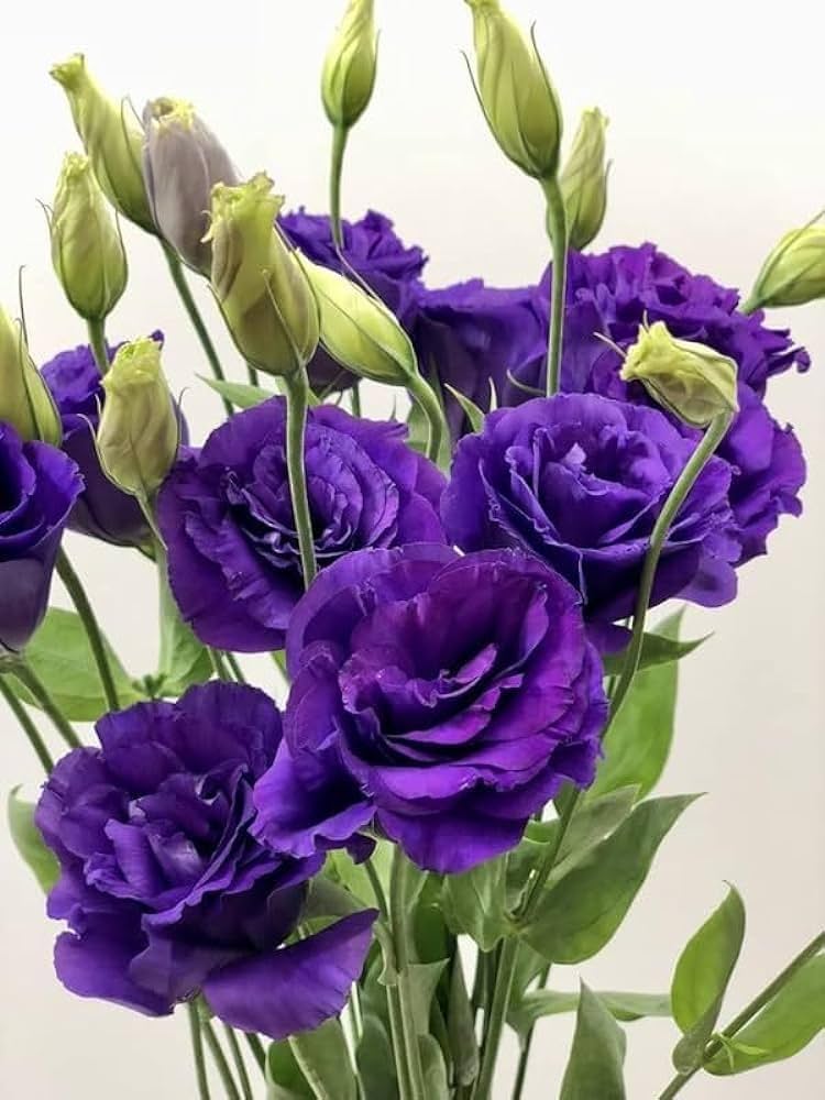 Lisianthus Rosita 2 Purple Seeds – Rich Purple Blooms for Elegant Gardens & Bouquets - Image 6