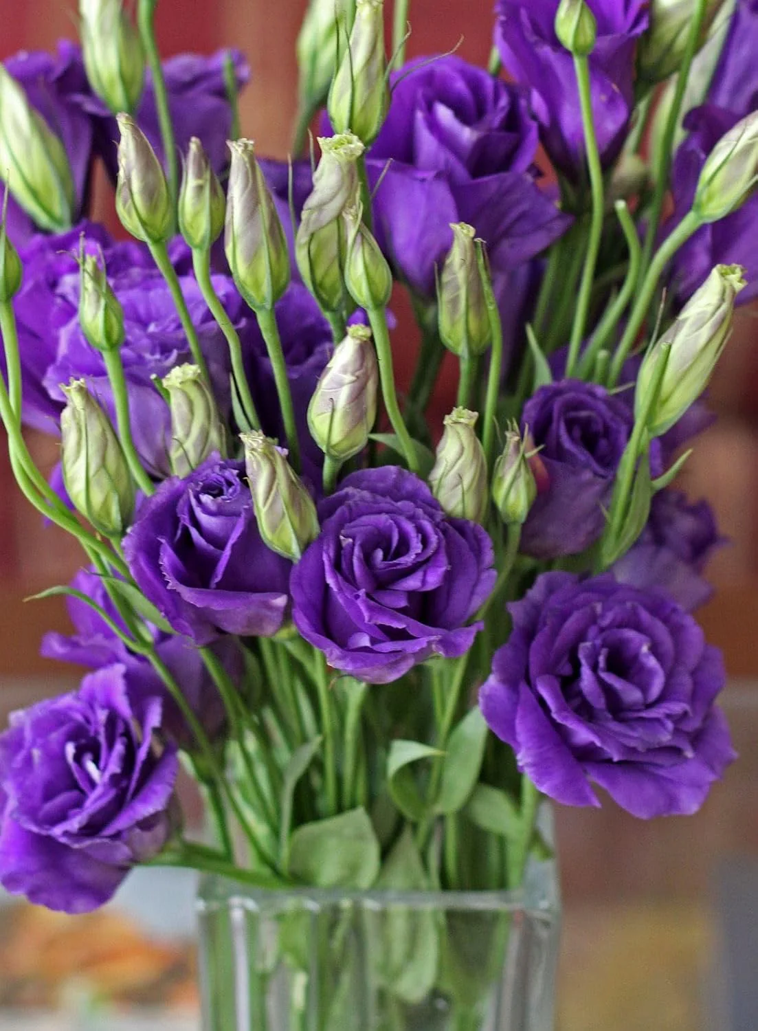Lisianthus Rosita 2 Purple Seeds – Rich Purple Blooms for Elegant Gardens & Bouquets - Image 7