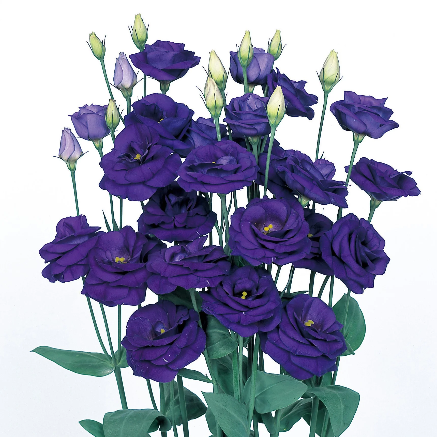 Lisianthus Rosita 2 Sapphire Seeds, Stunning Deep Blue-Purple Blooms for Elegant Gardens & Bouquets