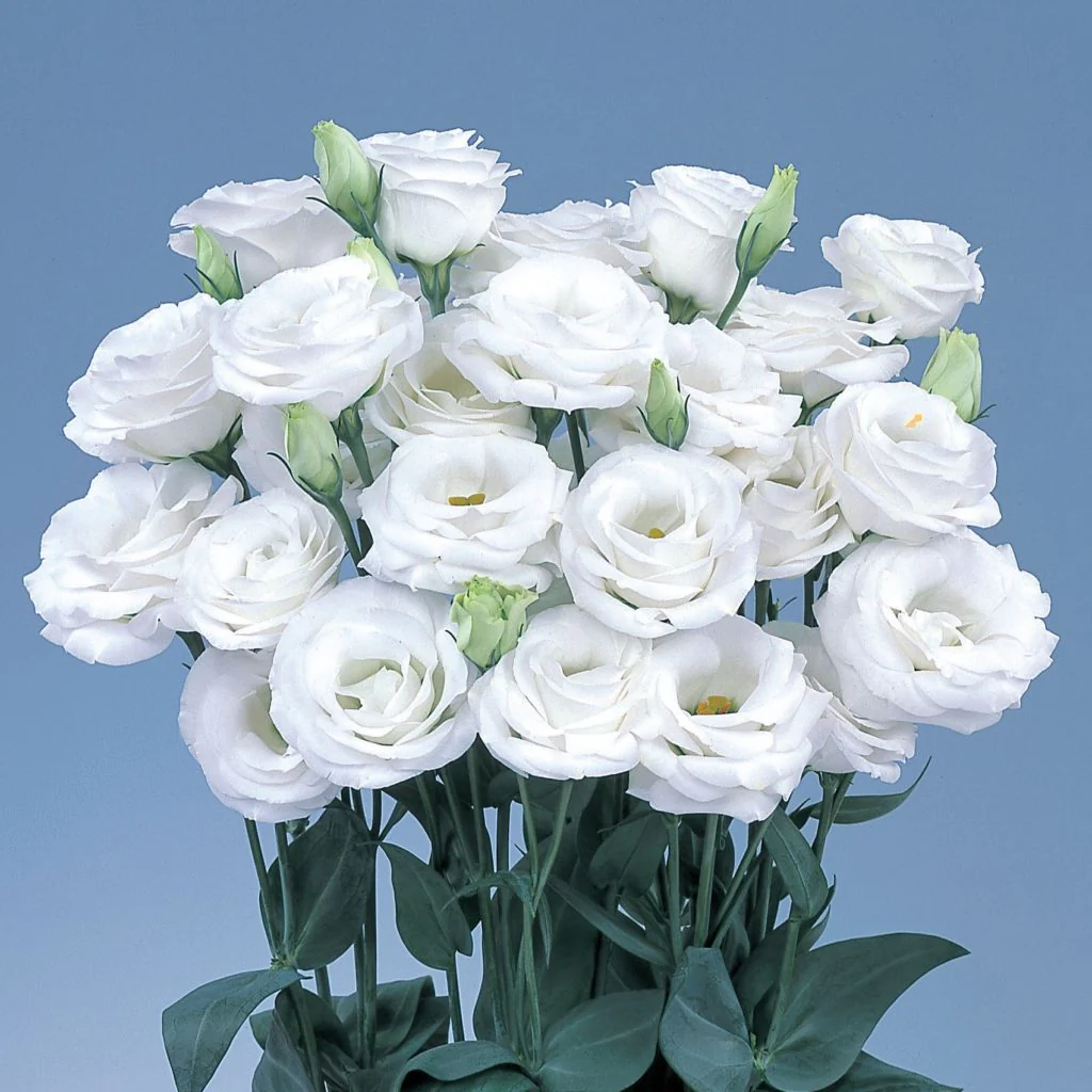 Lisianthus Rosita 2 White Seeds, Elegant Pure White Blooms for Gardens & Bouquets