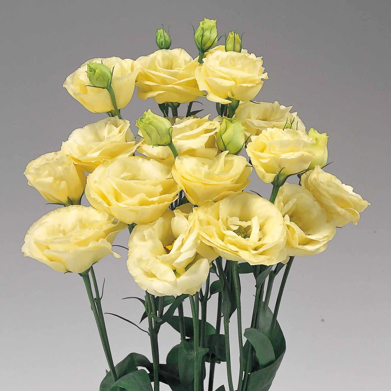 Lisianthus Rosita 2 Yellow Seeds, Bright Yellow Blooms for Cheerful Gardens & Bouquets