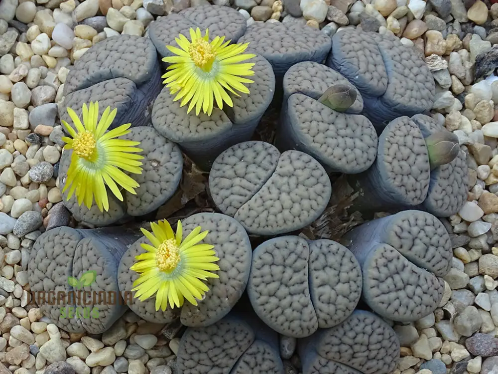 Lithops Hookeri Seeds for Unique Succulent Gardening, Premium High-Quality Seeds for Home and Garden