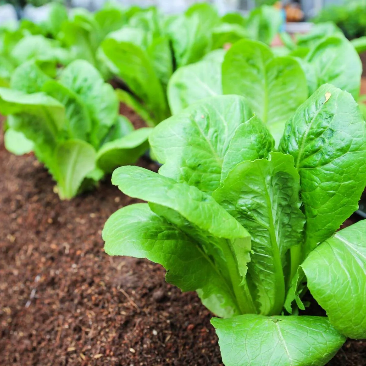 Little Gem Lettuce Seeds - Compact, Sweet & Crisp Variety for Home Gardens