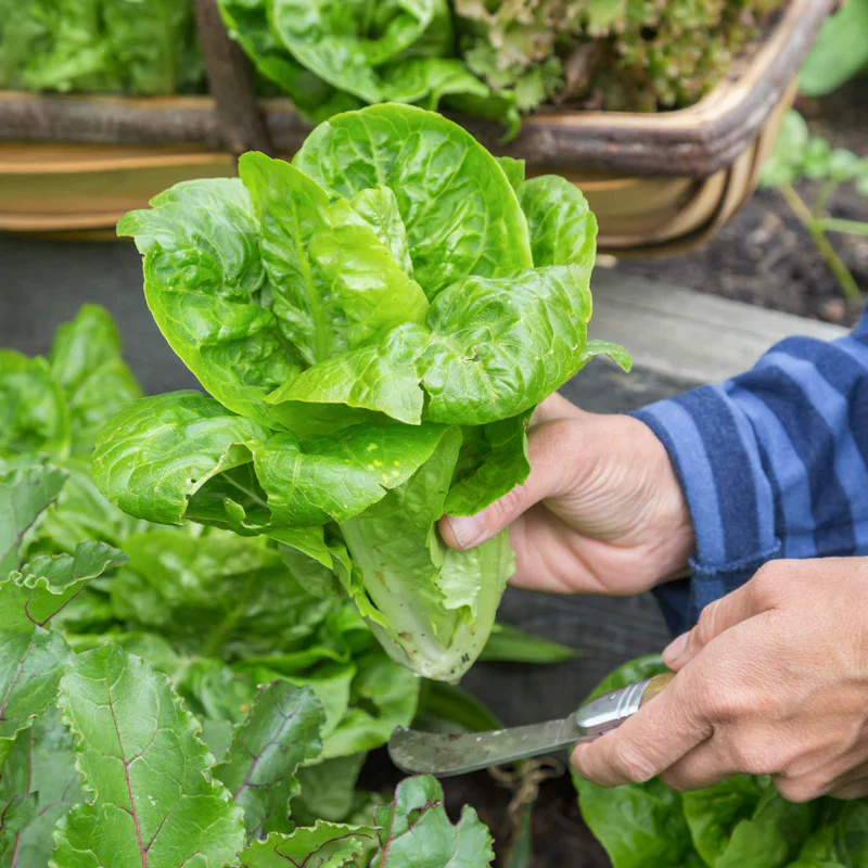Little Gem Lettuce Seeds - Compact, Sweet & Crisp Variety for Home Gardens - Image 3