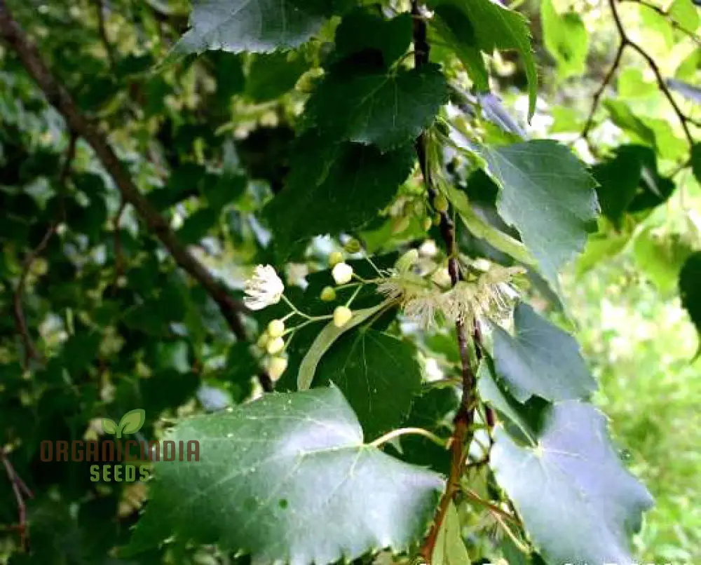 Little Leaf Lime Seeds - Tilia cordata | Premium Planting Seeds for Gardens