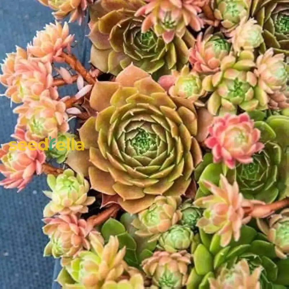 Living Stone Sempervivum Seeds - Mixed Varieties for Easy, Low-Maintenance Garden Planting - Image 2