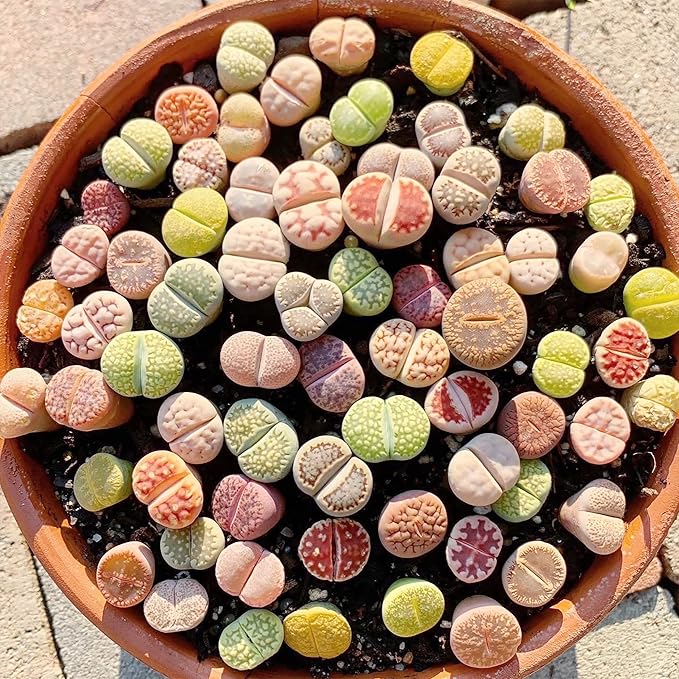Living Stones (Lithops) Seeds, Unique Pebble Like Succulent Plants - Image 2