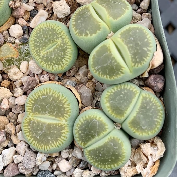 Living Stones (Lithops) Seeds, Unique Pebble Like Succulent Plants - Image 3