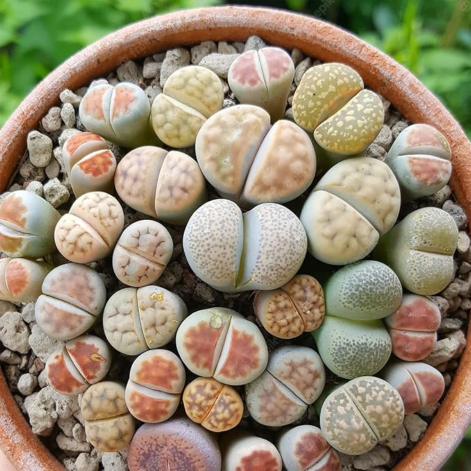 Living Stones (Lithops) Seeds, Unique Pebble Like Succulent Plants - Image 4