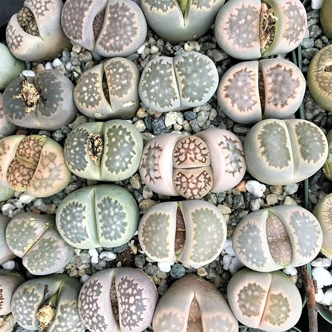 Living Stones (Lithops) Seeds, Unique Pebble Like Succulent Plants - Image 5