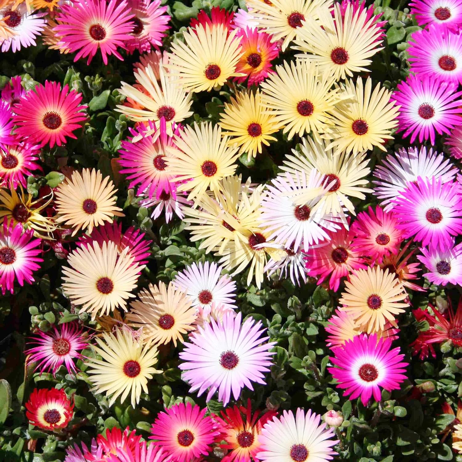 Livingstone Daisy Seeds – Mixed Colors, Drought-Tolerant Succulent Ground Cover for Gardens