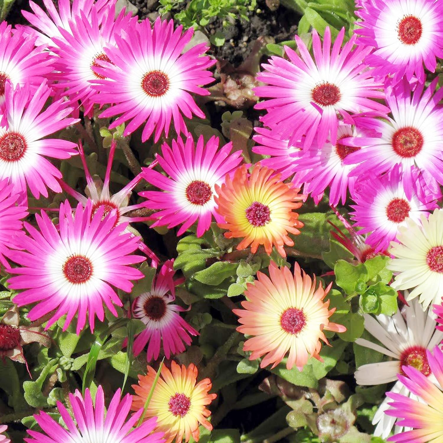 Livingstone Daisy Seeds – Mixed Colors, Drought-Tolerant Succulent Ground Cover for Gardens - Image 3