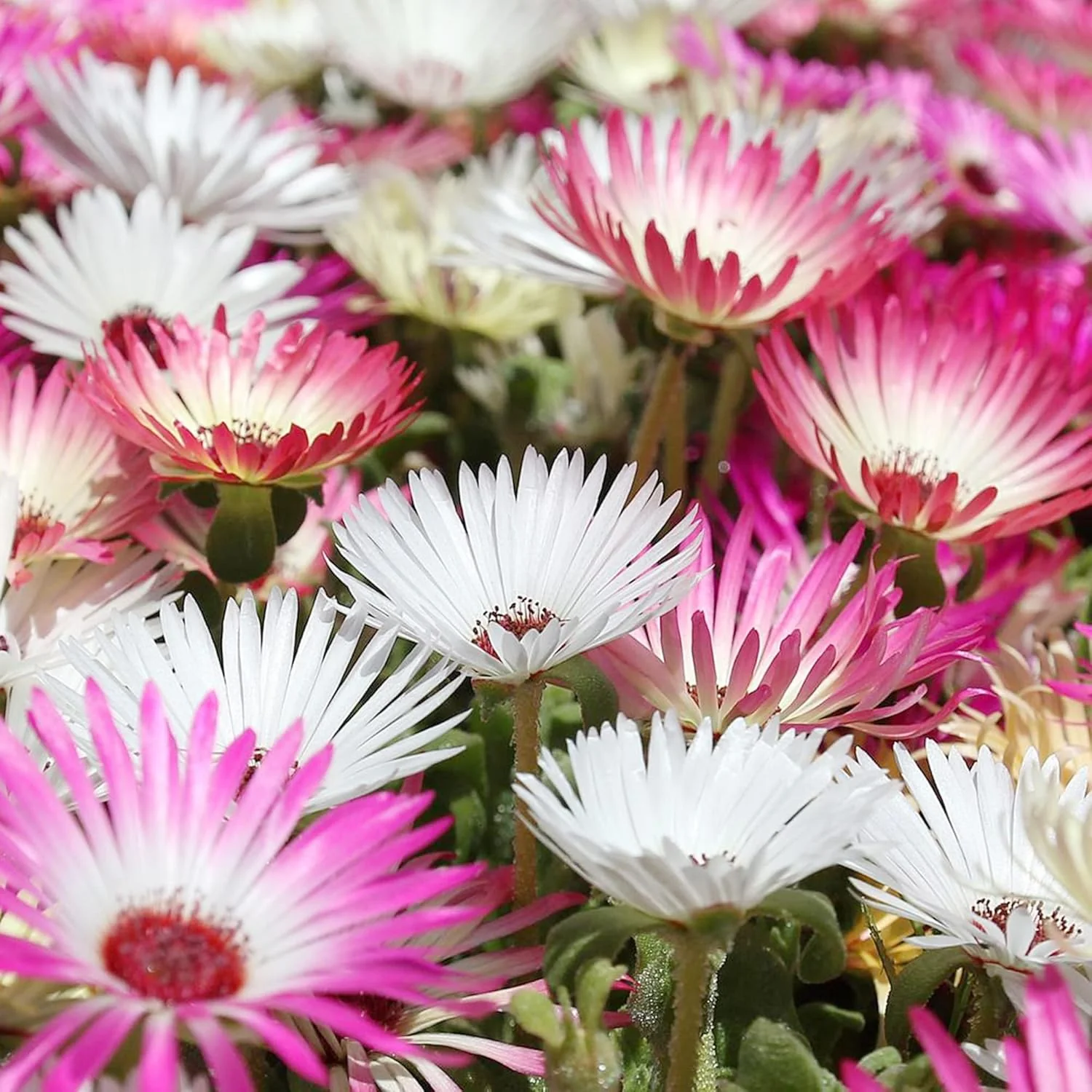 Livingstone Daisy Seeds – Mixed Colors, Drought-Tolerant Succulent Ground Cover for Gardens - Image 4