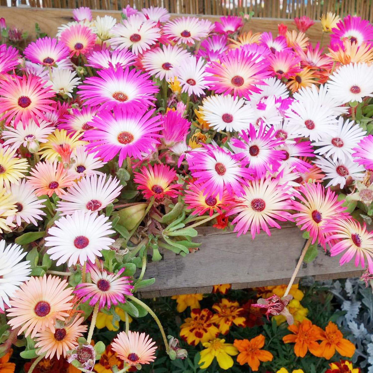 Livingstone Daisy Seeds – Mixed Colors, Drought-Tolerant Succulent Ground Cover for Gardens - Image 5