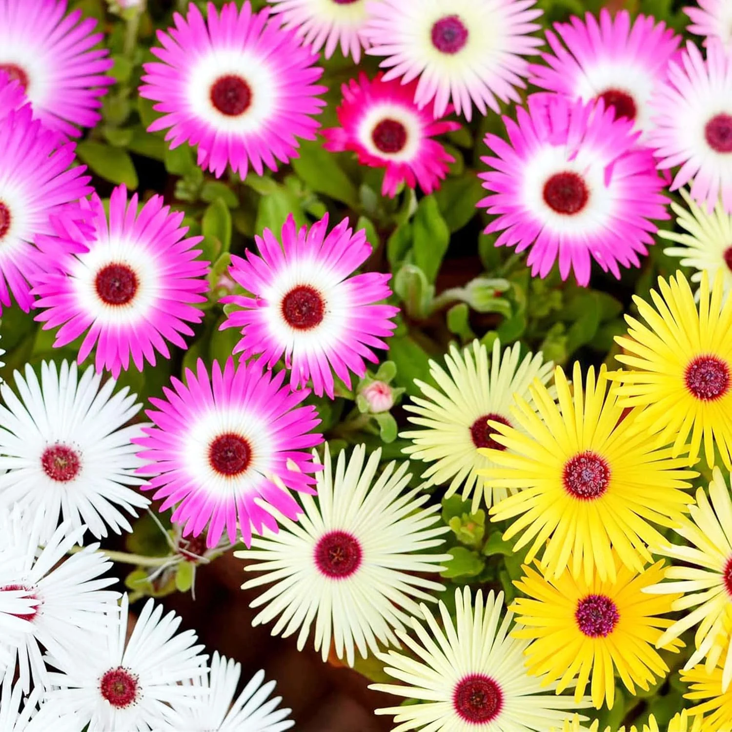 Livingstone Daisy Seeds – Mixed Colors, Drought-Tolerant Succulent Ground Cover for Gardens - Image 6