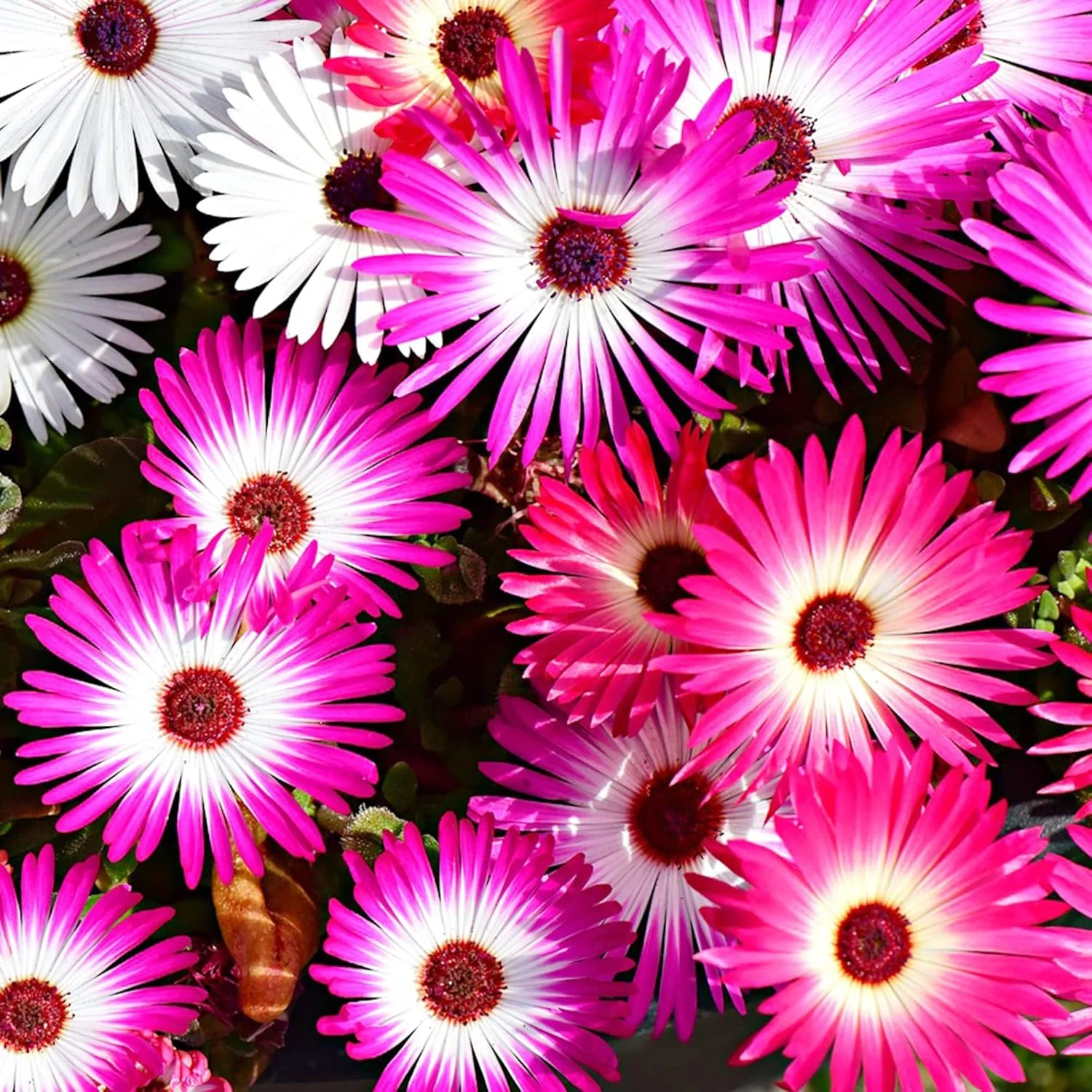 Livingstone Daisy Seeds – Mixed Colors, Drought-Tolerant Succulent Ground Cover for Gardens - Image 7