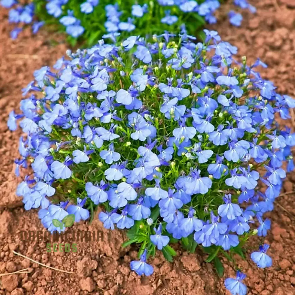 Lobelia Cambridge Blue Flower Seeds, Cultivate Tranquil Elegance in Your Garden with Expert Planting and Gardening Techniques