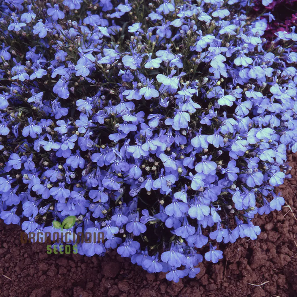 Lobelia Cambridge Blue Flower Seeds, Cultivate Tranquil Elegance in Your Garden with Expert Planting and Gardening Techniques - Image 3
