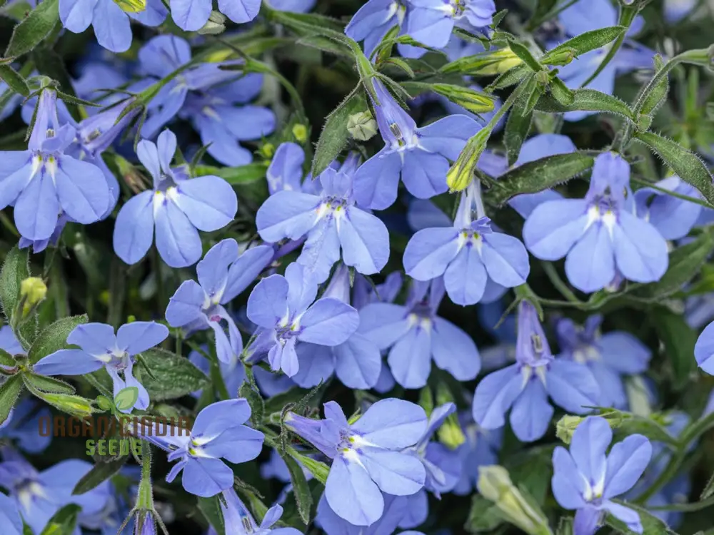 Lobelia Cambridge Blue Flower Seeds, Cultivate Tranquil Elegance in Your Garden with Expert Planting and Gardening Techniques - Image 4
