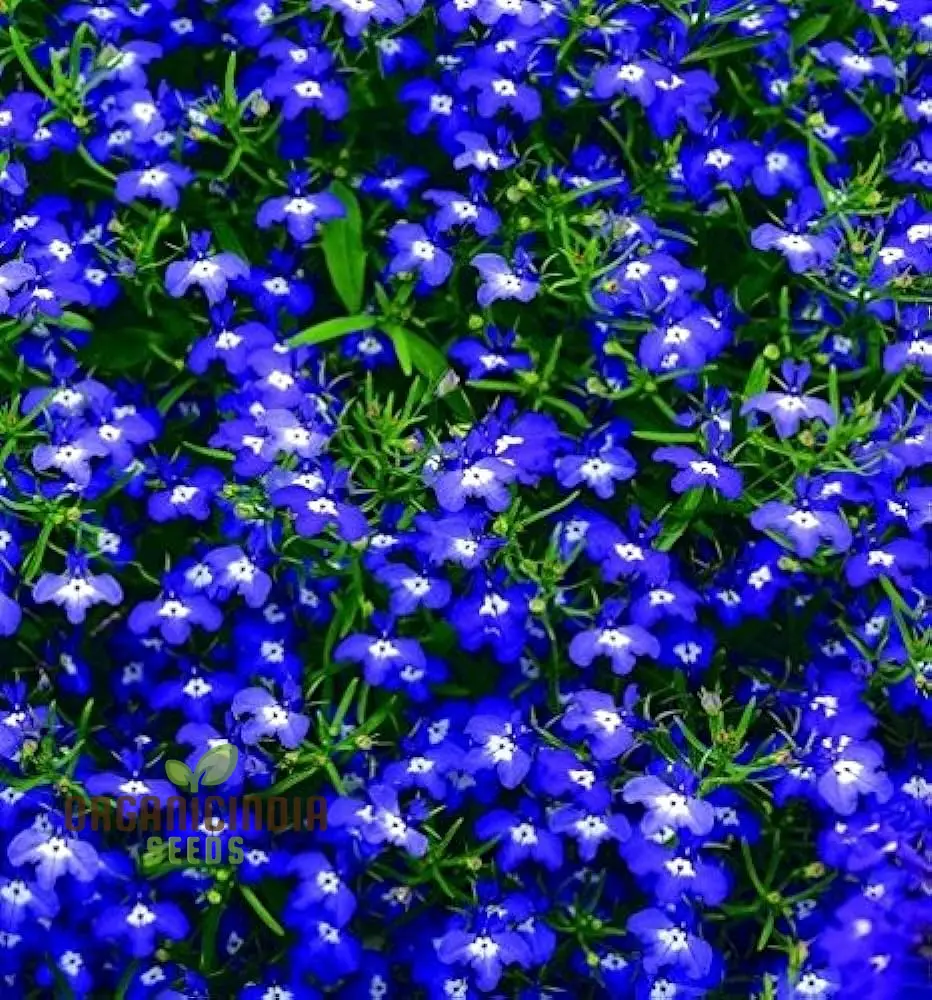 Lobelia Seeds (Cobalt Blue Lobelia Seeds) - Vibrant Blue Blooms for Expert Gardening