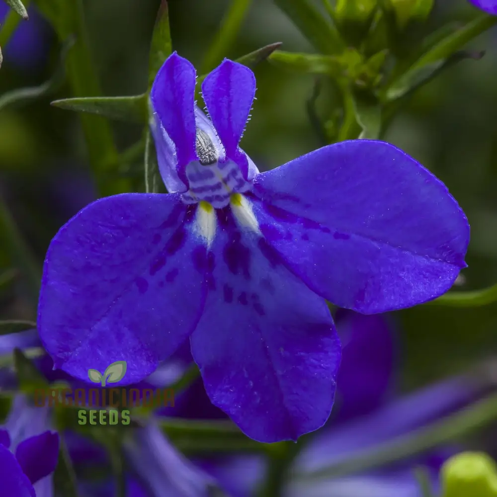 Lobelia Seeds (Cobalt Blue Lobelia Seeds) - Vibrant Blue Blooms for Expert Gardening - Image 3