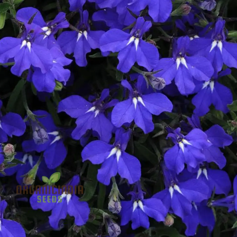 Lobelia Seeds (Cobalt Blue Lobelia Seeds) - Vibrant Blue Blooms for Expert Gardening - Image 4